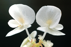 ツィンベゴニア