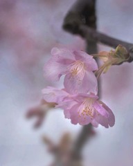 DSC04256 桜を尋ねた朝