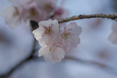 DSC07966. 陽春安行桜