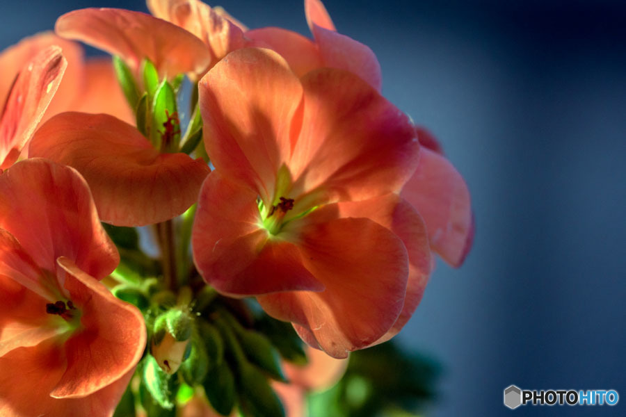 DSC05754-ゼラニューム朝日の中