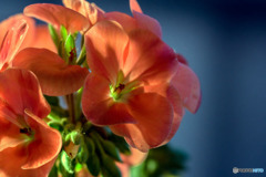 DSC05754-ゼラニューム朝日の中