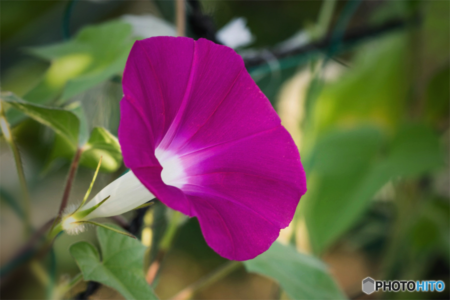 臙脂(エンジ)色の朝顔