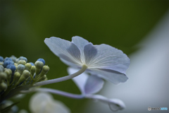 DSC07052紫陽花劇場　雨のバラード