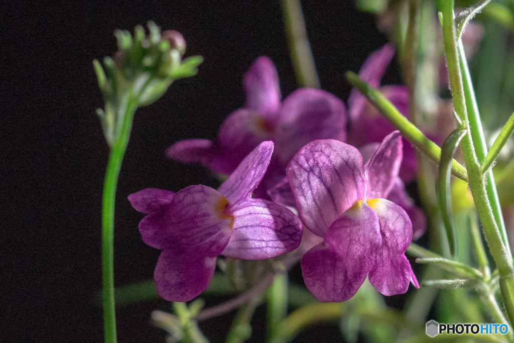 DSC05619-リナリアグッピー