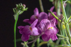 DSC05619-リナリアグッピー