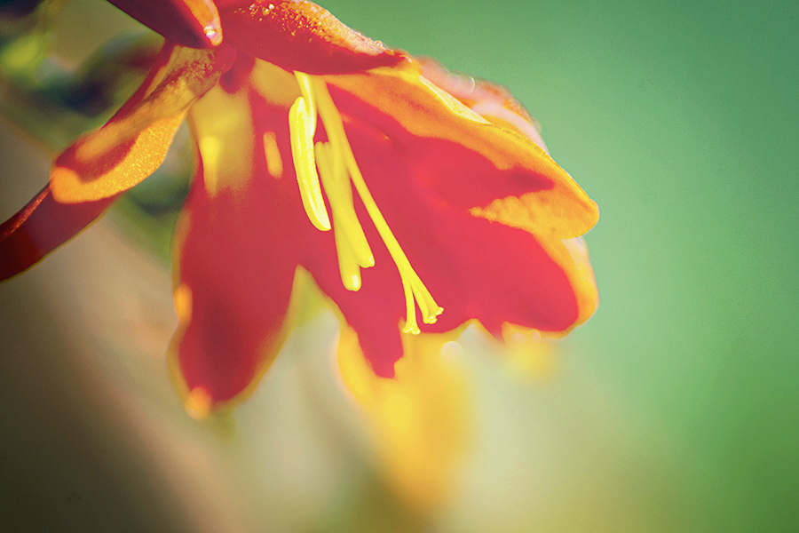 DSC08982. 素顔のクロコスミア