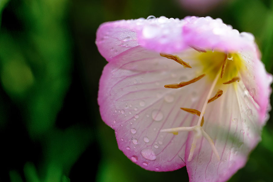 DSC03183  水玉は花の化粧水