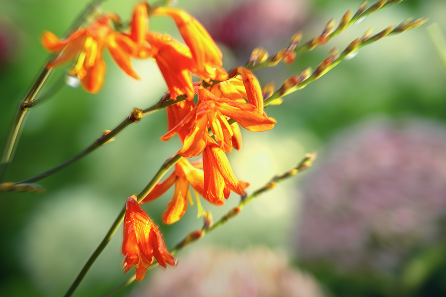 DSC08984. 朝日の中のクロコスミア