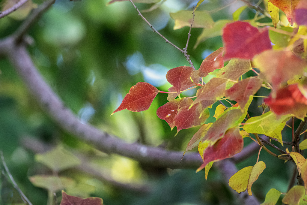 DSC08952. ときめくナンキンハゼ