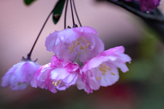 DSC05190. 花のカルテット？