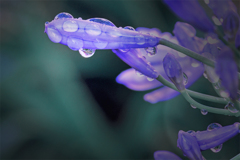 ダイアモンドアガパンサスで御座る