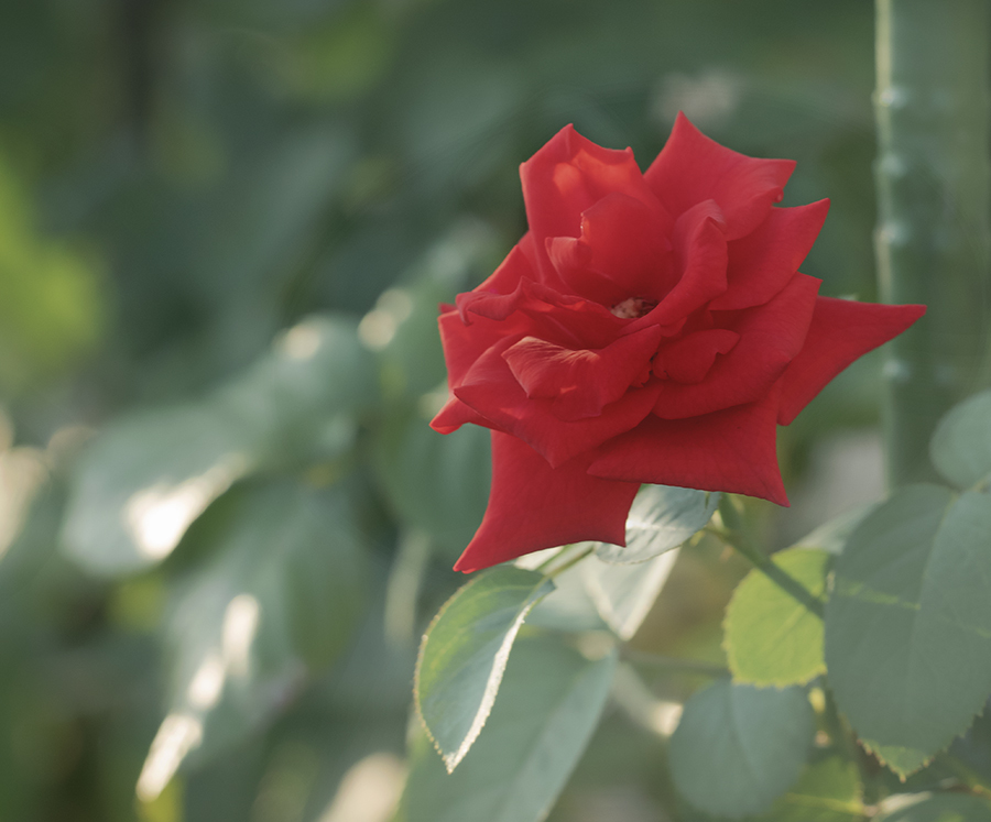 DSC02659  met a cute rose on a walking 