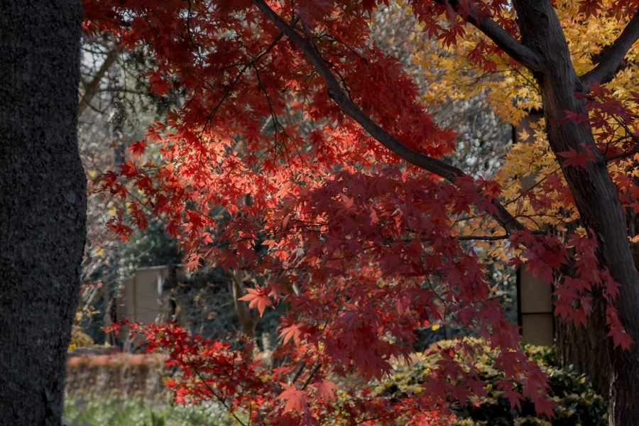 DSC01063 ステージは鄙でも見事な紅葉　