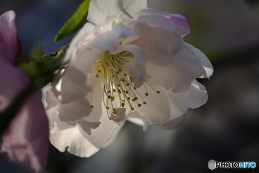 歩きたい明日へと