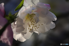 歩きたい明日へと