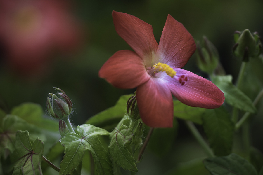 夏に咲く赤い花 1 By Binshow Id 写真共有サイト Photohito