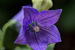 桔梗物語　その二　江戸紫で御座る