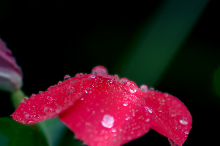 DSC01617. 花の雨傘