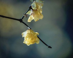 冬の華　DSC00108.