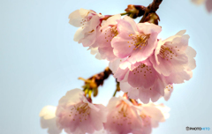 DSC03408-安行桜-6