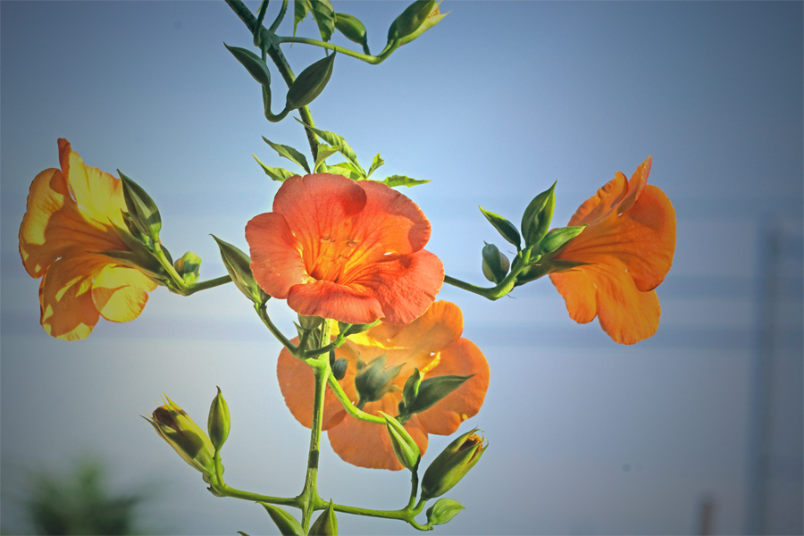 ノウゼンカズラ朝に舞う