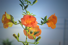 ノウゼンカズラ朝に舞う