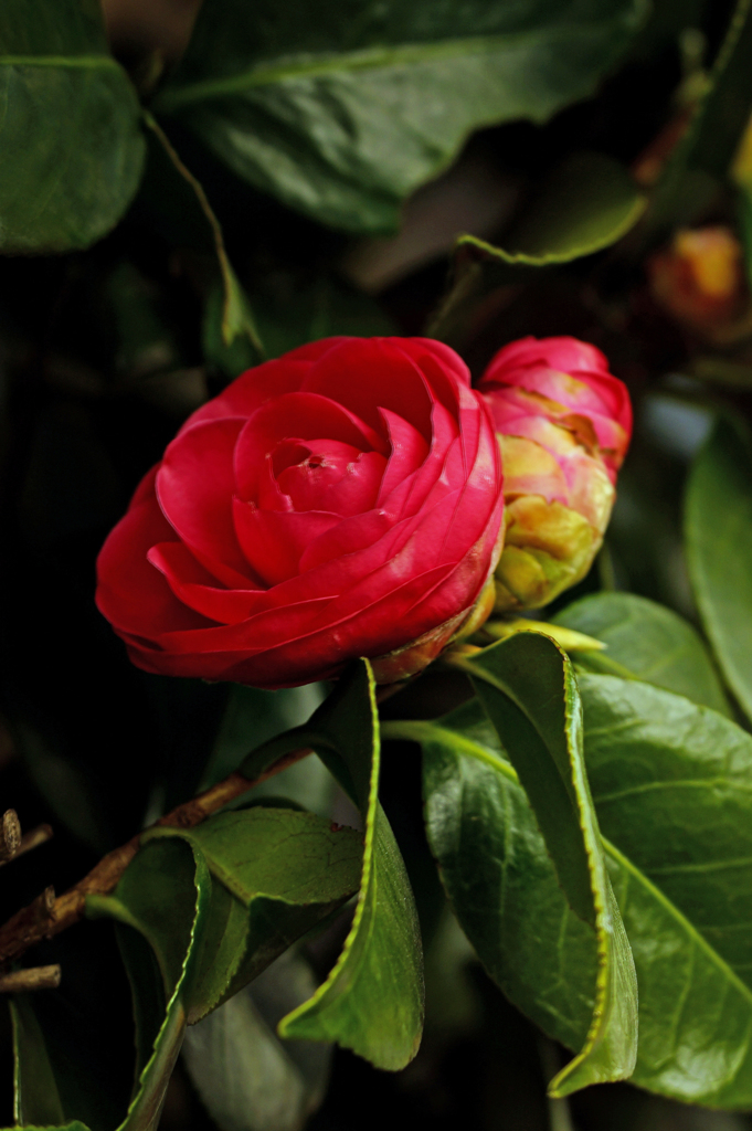 150マクロで撮りました。椿の花でしょうか？