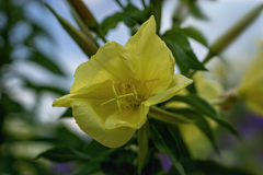 DSC08775.月見草