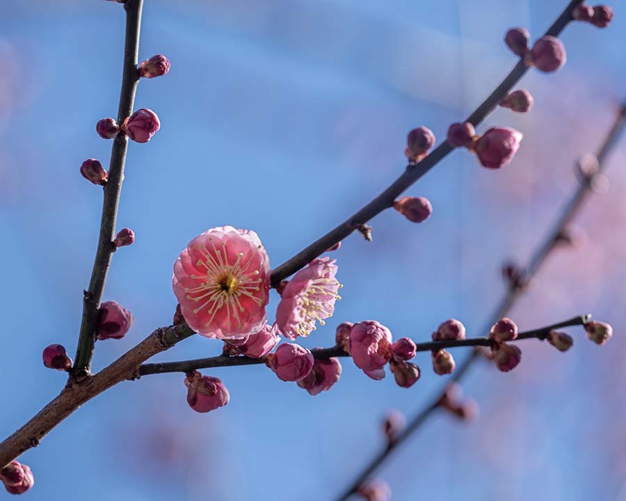 DSC00317. 春の予感