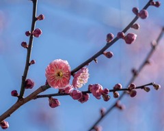 DSC00317. 春の予感