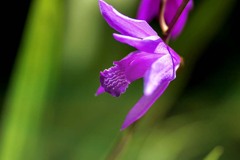 DSC05931. 紫蘭の花