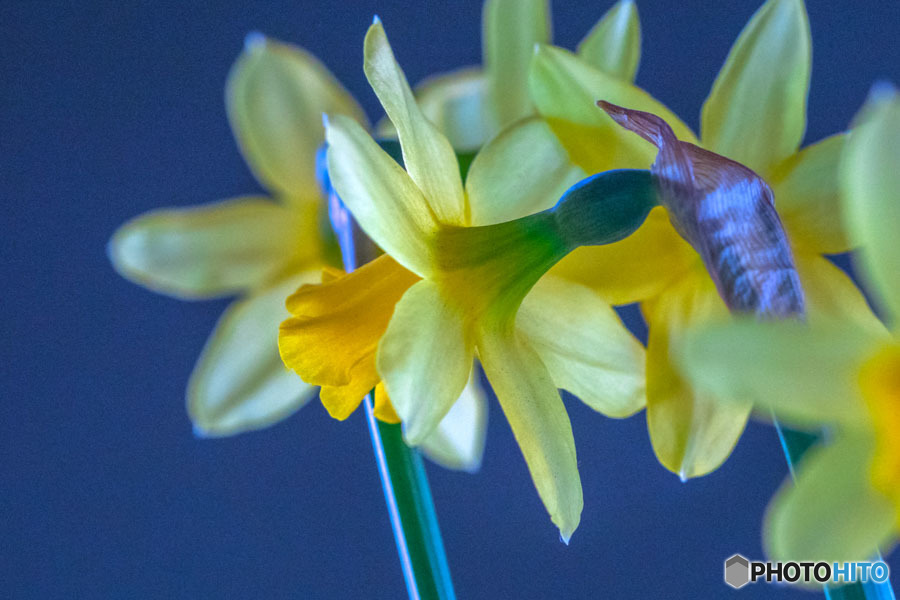 SC05501-鉢植え水仙-6