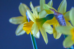 SC05501-鉢植え水仙-6