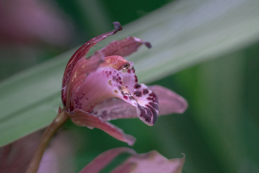 DSC01526. 爽やかシンビジューム