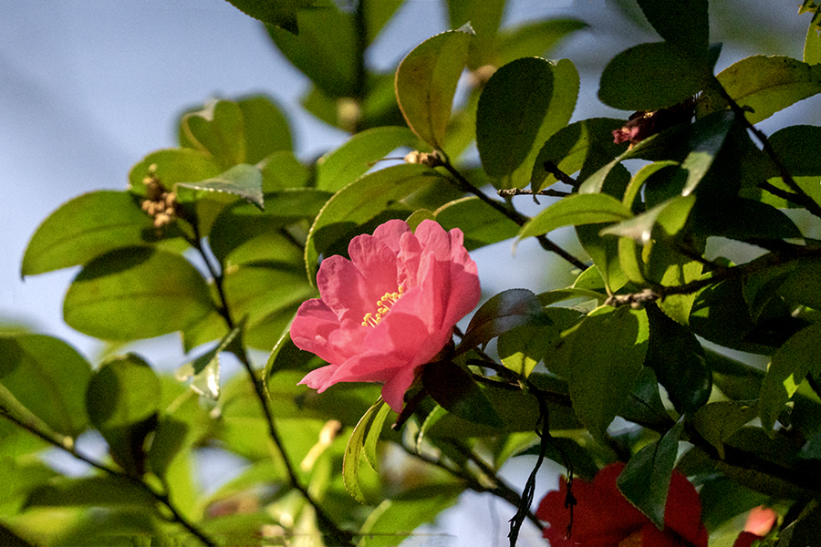 DSC07481. 陽に映える山茶花