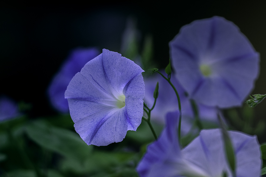 DSC01958  江戸朝顔-1