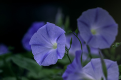 DSC01958  江戸朝顔-1