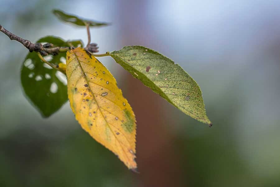 DSC04481  秋の哀愁