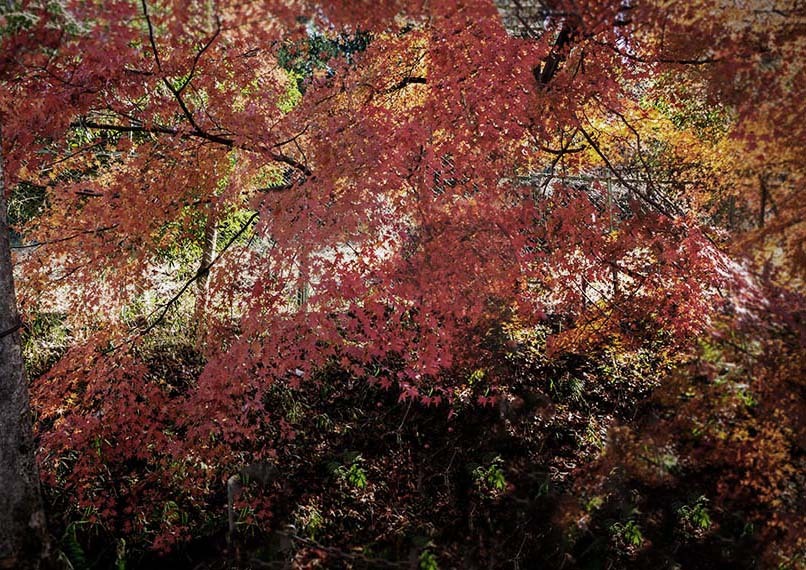 哀愁疎林　　DSC03052