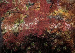 哀愁疎林　　DSC03052