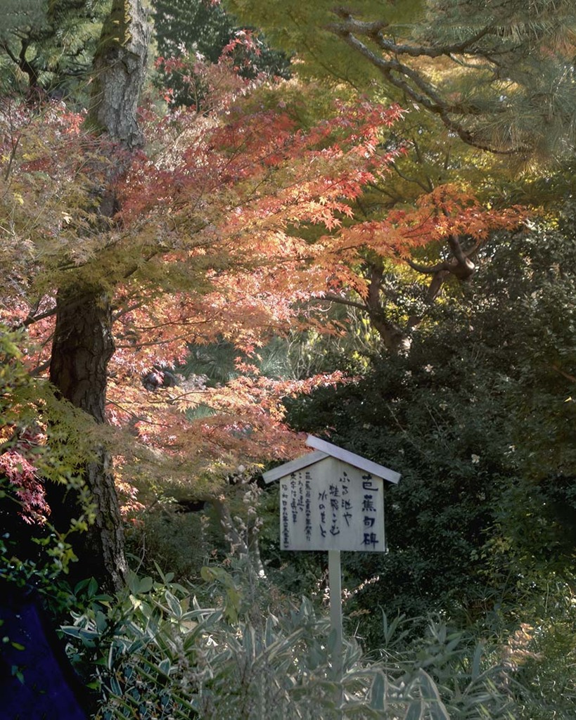 DSC06279. 細川様庭園紅葉