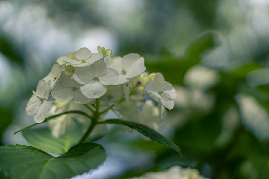 DSC06119.  五月の爽やか紫陽花.