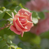 DSC08553. 五月の薔薇