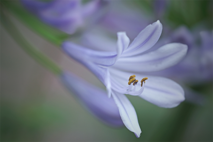 曇り日のアガパンサス