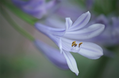 曇り日のアガパンサス