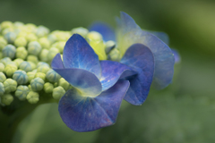 DSC05588 青い花びら