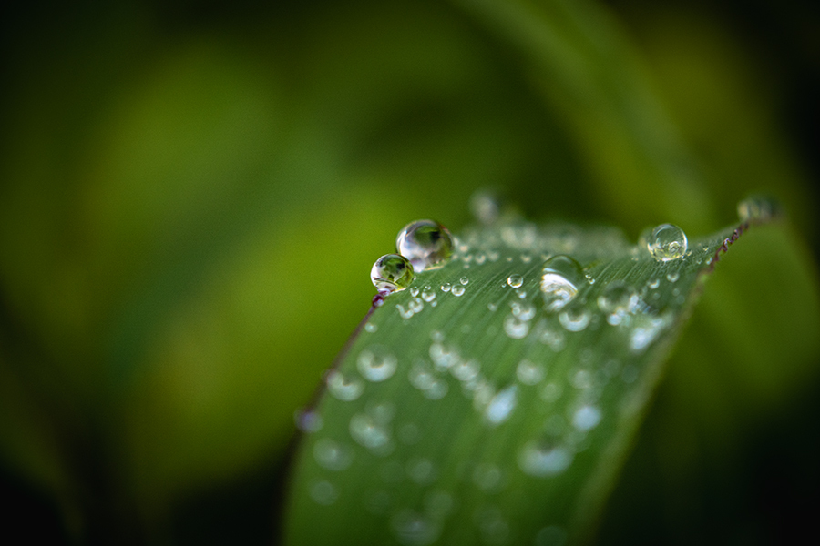 DSC09082. 土手で見つけた水玉