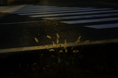 晩秋の歩道.