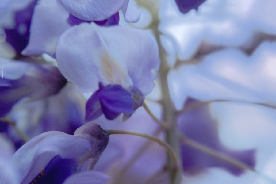DSC01294. 春は芽ぐむ