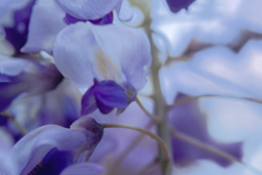 DSC01294. 春は芽ぐむ